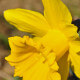 Narcissus pseudonarcissus, Narzisse