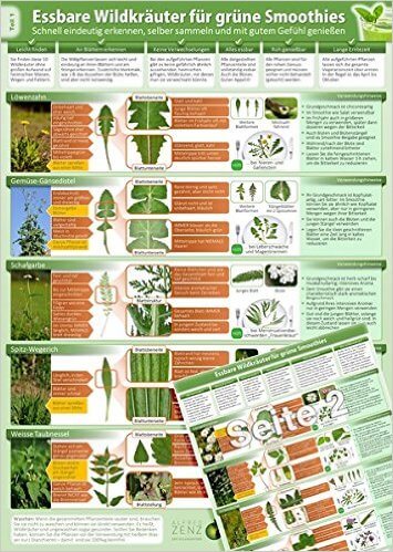 Essbare Wildkraeuter für Grüne Smoothies - Erkennungskarte Teil 1