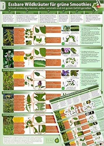 Essbare Wildkraeuter für Grüne Smoothies - Erkennungskarte Teil 2