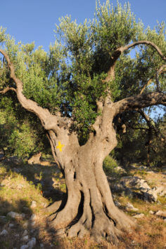 1000-jährige Olivenbäume bei Lun auf der Insel Pag (Kroatien)