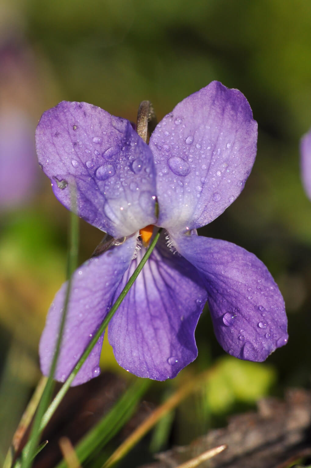Das Duftveilchen Der Duft der Verführung NaturWahrnehmungstraining