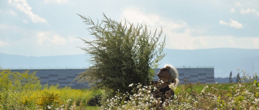 Der Gemeine Beifuss feinstofflich - Die Zauberpflanze in Verkleidung eines Heilkrauts