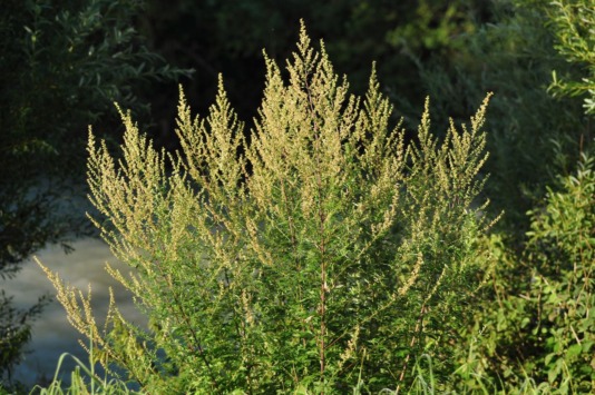 Artemisia vulgaris, Gemeiner Beifuss
