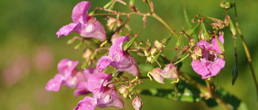 Indisches Springkraut - Belebung, Fantasie, Schöpferkraft
