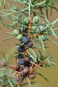 Juniperus communis, Gemeiner Wacholder