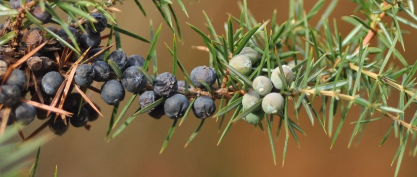 Der Wachoder - Wächterbaum und Räucherstrauch