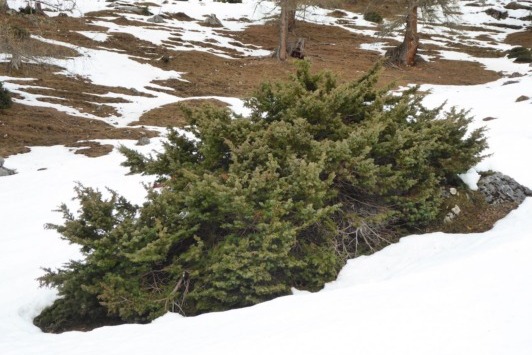 Juniperus communis `Nana`, Alpen-Wacholder