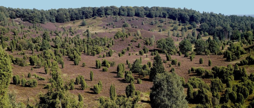 Juniperus communis, Lüneburger Heide