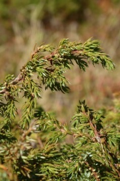 Juniperus communis ssp. nana, Zwerg-Wacholder