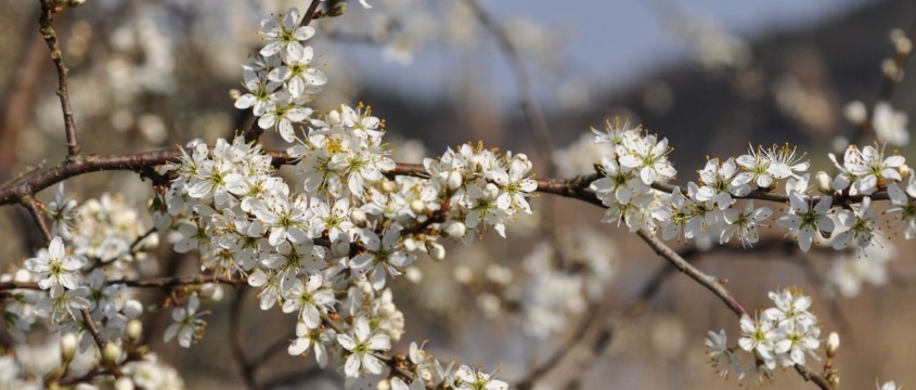 Der Schwarzdorn - Instinkt, Schutz, Wehrhaftigkeit