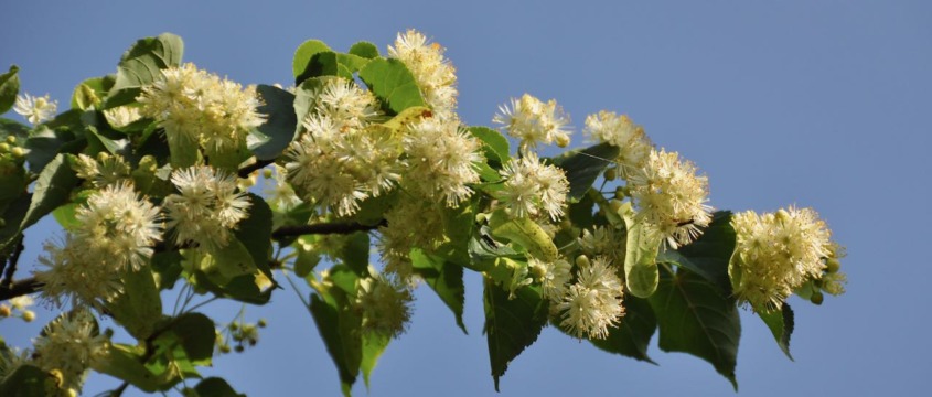 Tilia cordata, Winterlinde in Blüte