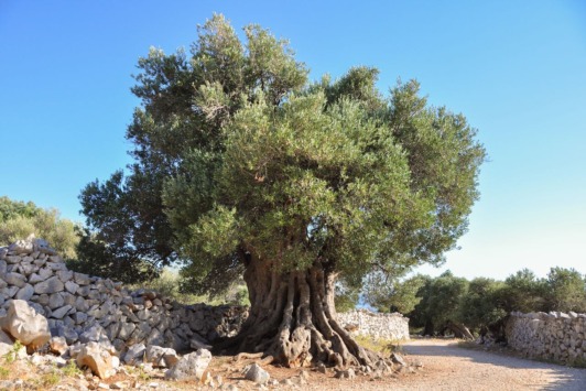 1600 Jahre alter Olivenbaum in Lun, Kroatien