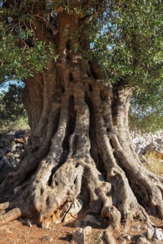1600 Jahre alter Olivenbaum in Lun, Kroatien