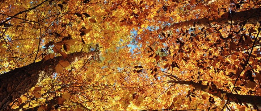 Goldenes Buchenlaub im Herbst